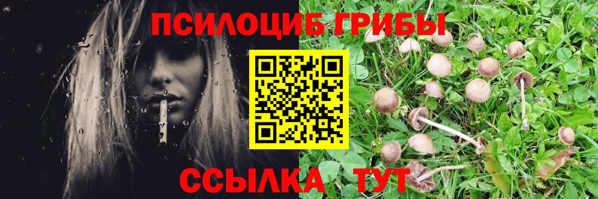 Псилоцибиновые грибы Psilocybe Клин